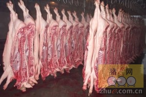 [周]猪病、效益今年养猪两大困难