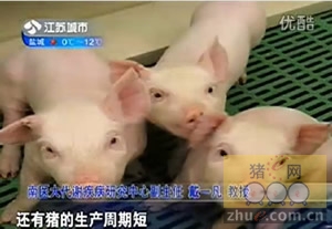 “万能猪”今夏出生 器官可异种移植