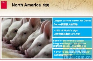 视频: 北美规模化养猪生产概述