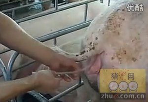 种猪场母猪人工授精技术视频