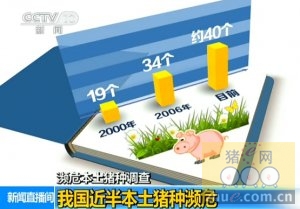 中国近半本土种猪濒危 九成猪肉为进口血统