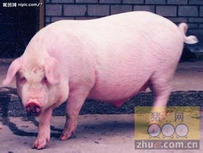 湖南省第3周畜禽产品价格监测报告