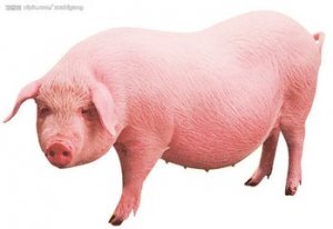 4月12日猪价行情：猪市僵持态势难改　生猪价格调整幅度偏弱