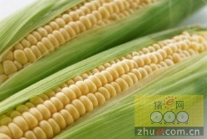 7月11日料评：玉米维持弱势，麸皮回调压力加大