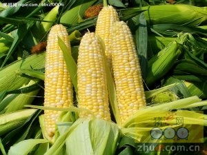  7月20日料评：玉米继续下跌空间有限，豆粕有望止跌企稳