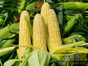 7月21日料评：玉米东北跌幅较大，豆粕有望止跌反弹