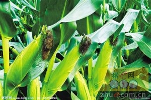  8月9日料评：玉米山东价格上涨，美豆小幅走软的概率较大