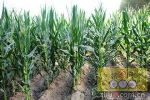 8月16日料评：玉米阶段性供应紧张推动价格上涨，豆粕期现短期偏强震荡