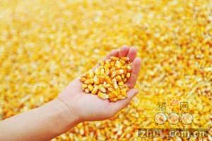 8月24日料评：玉米涨势将逐渐放缓，短期美豆继续趋弱的概率较大