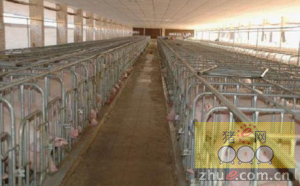 年出栏5000头猪的养殖场，能申请什么补贴？