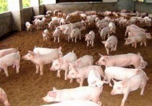 猪价动荡、补贴难领，养殖户想领补贴的看