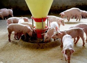 春季养猪应重视提高抵抗力，2018节后养猪提醒