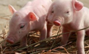 冬季猪难养，养猪人这么做，小猪即不发病长势又快！