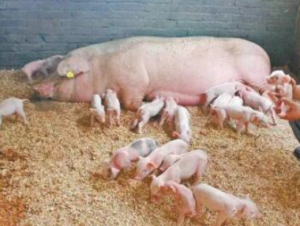 母猪异常淘汰的情况如何消减？