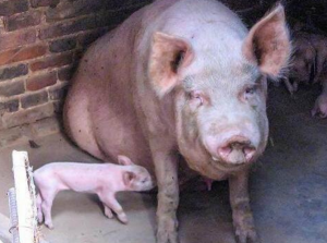 因为饲养不当一头猪损失30-50元，很多养殖户都在犯错！