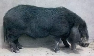 养了这么多年的猪，知道中国八大名猪吗？
