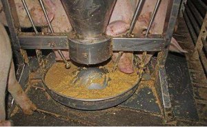 把握发酵湿料这些小技巧，猪场养殖效益能提高不少！
