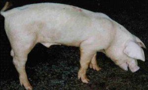 猪场饲养管理篇：如何鉴别与管理病弱猪？减少猪场损失
