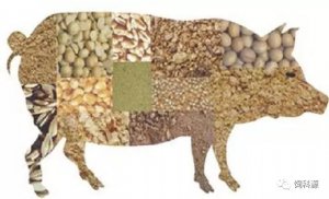 6种非常规原料（棉粕、花生粕..）在猪饲料中的应用