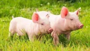 保育猪的日常管理要点！教你做好合格保育员！