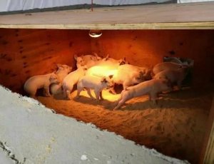冬季养猪舍防寒，哪个方法性价比最高？