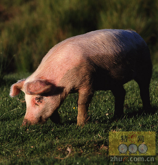 母猪哺乳期与幼猪的饲养管理