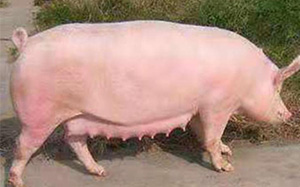 夏季多发！比猪瘟还可怕，养猪户一定要重视！