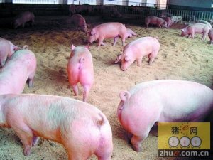猪细颈囊尾蚴病的诊治