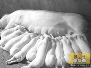 母猪繁殖障碍及产后无乳症侯群