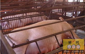 母猪繁殖障碍类疾病的鉴别及防治措施