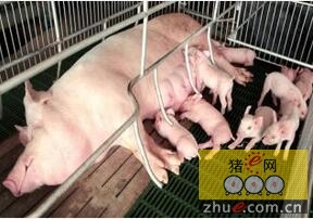 子宫炎症在规模化养猪