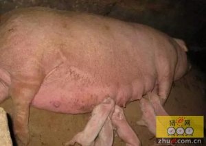 猪场未知原因的免疫抑制从免疫保健开始，你能知道的秘密？