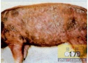 猪皮肤霉菌病的防治