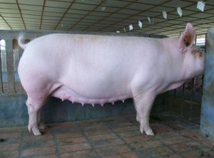 缩宫素在母猪生产中到底该不该使用！