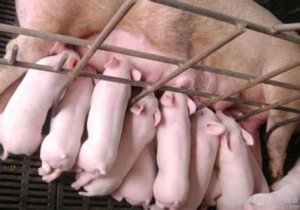 母猪安全分娩的技术