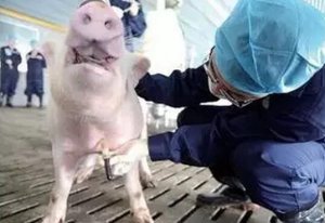 猪场兽医需反思 别因“治”病而“致”病！十年经验也不一定能避免……