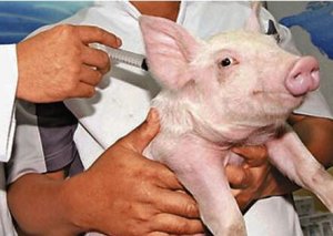 猪发生疫苗过敏反应怎么办