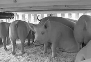 入秋猪群生物安全防控尤为重要，抗体检测在猪病防控中原理、方法、分析及应用