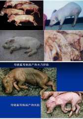 看图！母猪繁殖障碍怎么区分？
