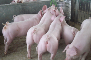 后备母猪先天性不孕的检测方法