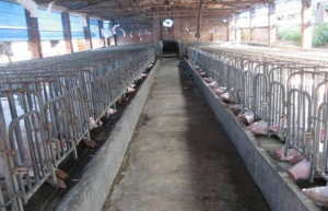 猪场母猪的生产指标是什么？怎么饲养母猪才是合格的？