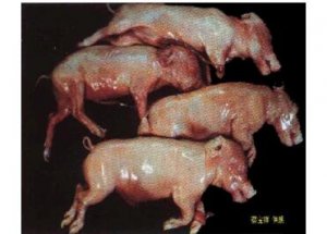 通过“死胎”形状 鉴别诊断母猪发生死胎原因