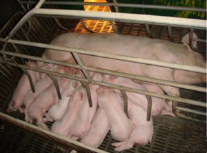 母猪难产的预防以及治疗详细方案
