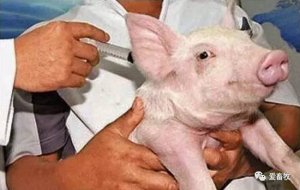 教你一手，怎样预防猪对疫苗过敏现象的发生！