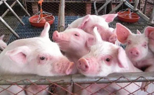 寄生虫病对于猪危害相当严重！