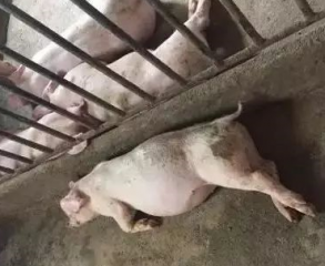 如何把握猪病用药的原则和方法？？？