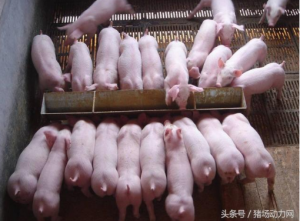 从一线养猪朋友那总结了猪场常见问题及14个养猪偏方，送给养猪人