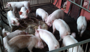 冬季：如何使保育猪增