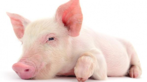 通过猪只散发出来的症状，了解猪群缺少的维生素种类。