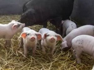 猪人工授精――哺乳期